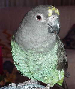 Meyer's Parrot 