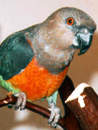 Red-bellied Parrot 
